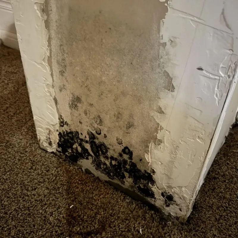 Professional Mold Removal in Linden, AL